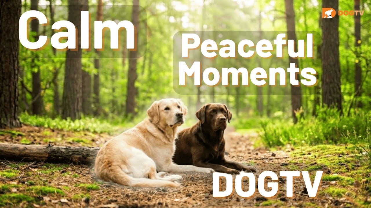 Relax My Dog Naturally 🌲 | Calm Forest Sounds for Dogs | DOGTV