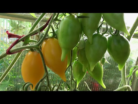 Видео: Лимон, божественное сокровище