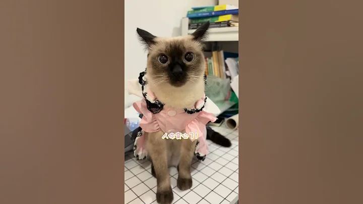 Video 11877691: siamese cats pets cute, fish siamese, pet water