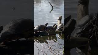 Many turtles get sunburned. Sardis park. Chilliwack.