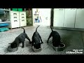 台灣土狗,幼犬39~40天(第一次練習),吃飯坐下等等別動