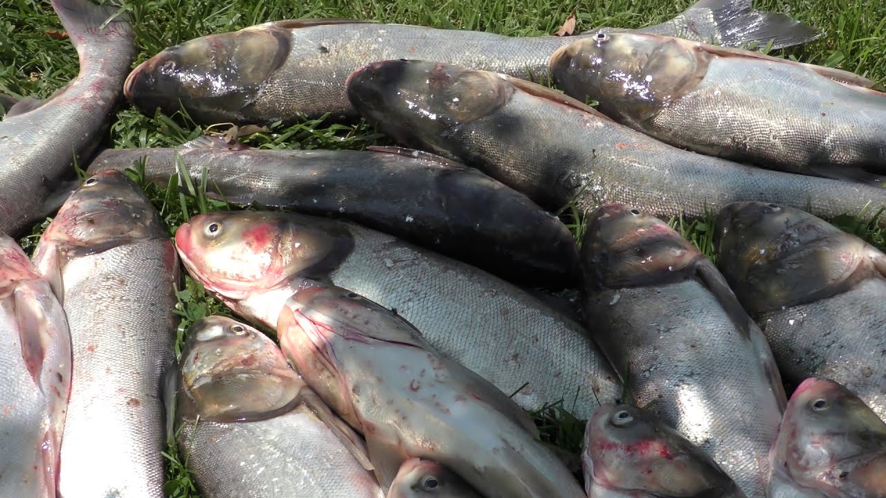 SNAGGING ASIAN CARPS NONSTOP 7 8 20 YouTube