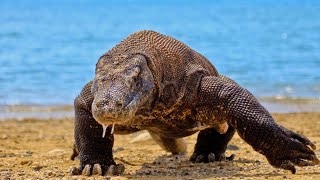 Komodo Dragon: Nature’s Living Legend 🐉 | Unveiling Secrets of the World’s Largest Lizard! by Animal Fun & Facts 875 views 2 months ago 1 minute, 51 seconds