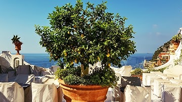 5 Reasons Why LEMONS are the BEST Fruit Tree to GROW in Containers or Pots