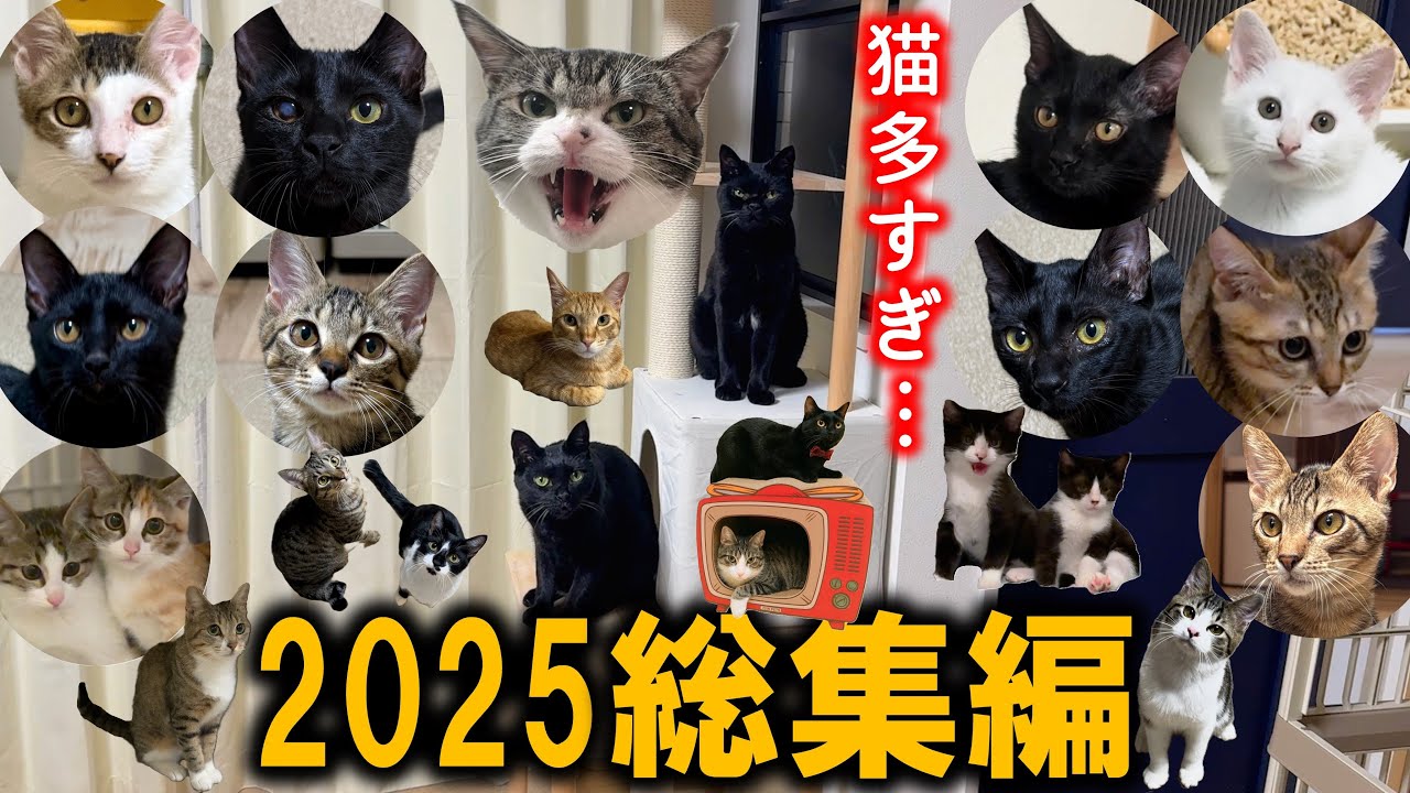 1年で24匹の猫と過ごした！2025年を凝縮した壮絶な猫暮らしをお届け。里親へ行った子やこっちゃんの現在もあるよ