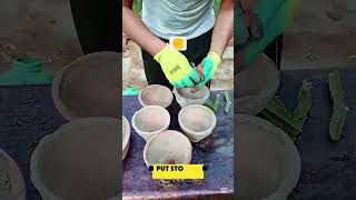 Cut One, Grow Many! 🌵 African Milk Tree Propagation Made Easy #Shorts