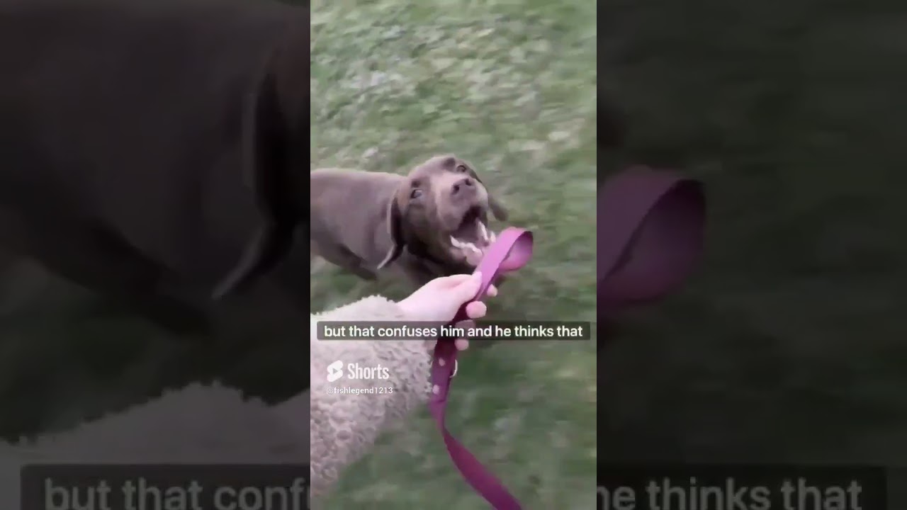 Offensive Memes I stole V10 