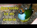 UNA TARDE EN MI AVIARIO 🐥 Entorno de la voladera y su vegetación