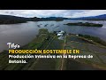 Tilapia Roja: Producción Intensiva en la Represa de Betania - TvAgro por Juan Gonzalo Angel