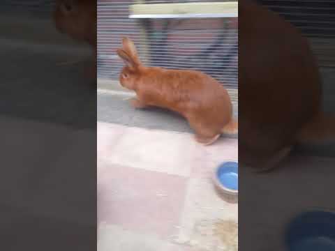 Video: Satijn angora konijn