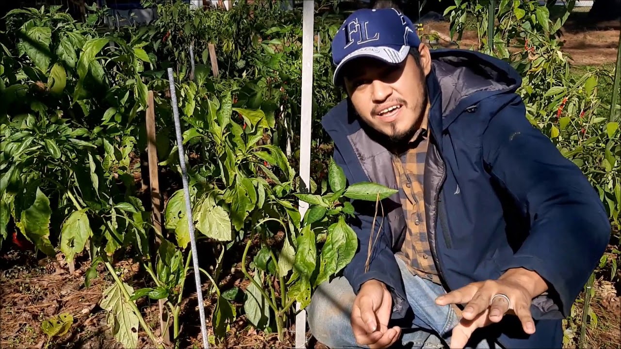 Por que se caen las flores de mis pimientos? chiltomas Aji Consejos y Tips de como plantar pimientos