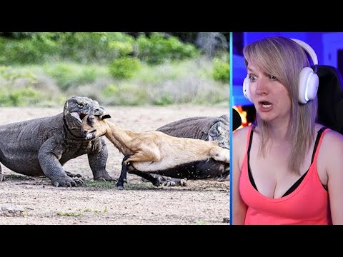 15 Merciless Komodo Dragons Swallowing Animals Part 2 | Pets House