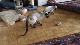 My Siamese cats playing with steel-motor mouse