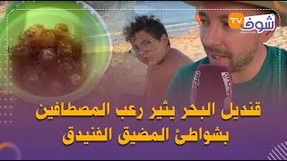 قنديل البحر يثير رعب المصطافين بشواطئ المضيق الفنيدق: