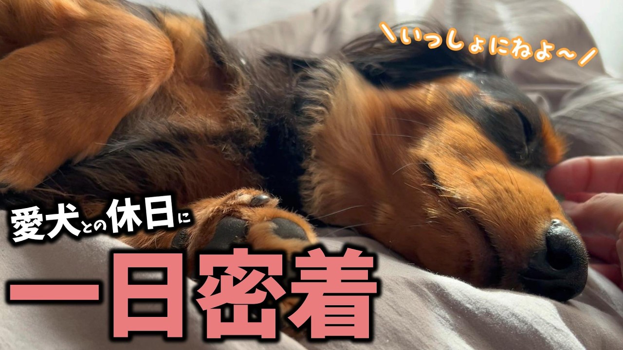 【一日密着】愛犬との休日が幸せすぎて仕事に行きたくなくなる件【Vlog】
