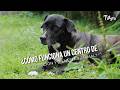 ¿Cómo funciona un centro de protección y bienestar animal? - TvAgro por Juan Gonzalo Angel