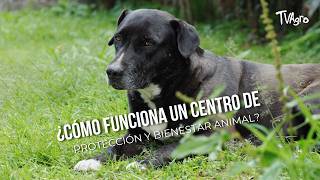 ¿Cómo funciona un centro de protección y bienestar animal? - TvAgro por Juan Gonzalo Angel