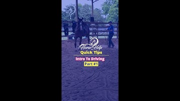 Intro To Driving! Part 1! | The Horse Guru-Michael Gascon