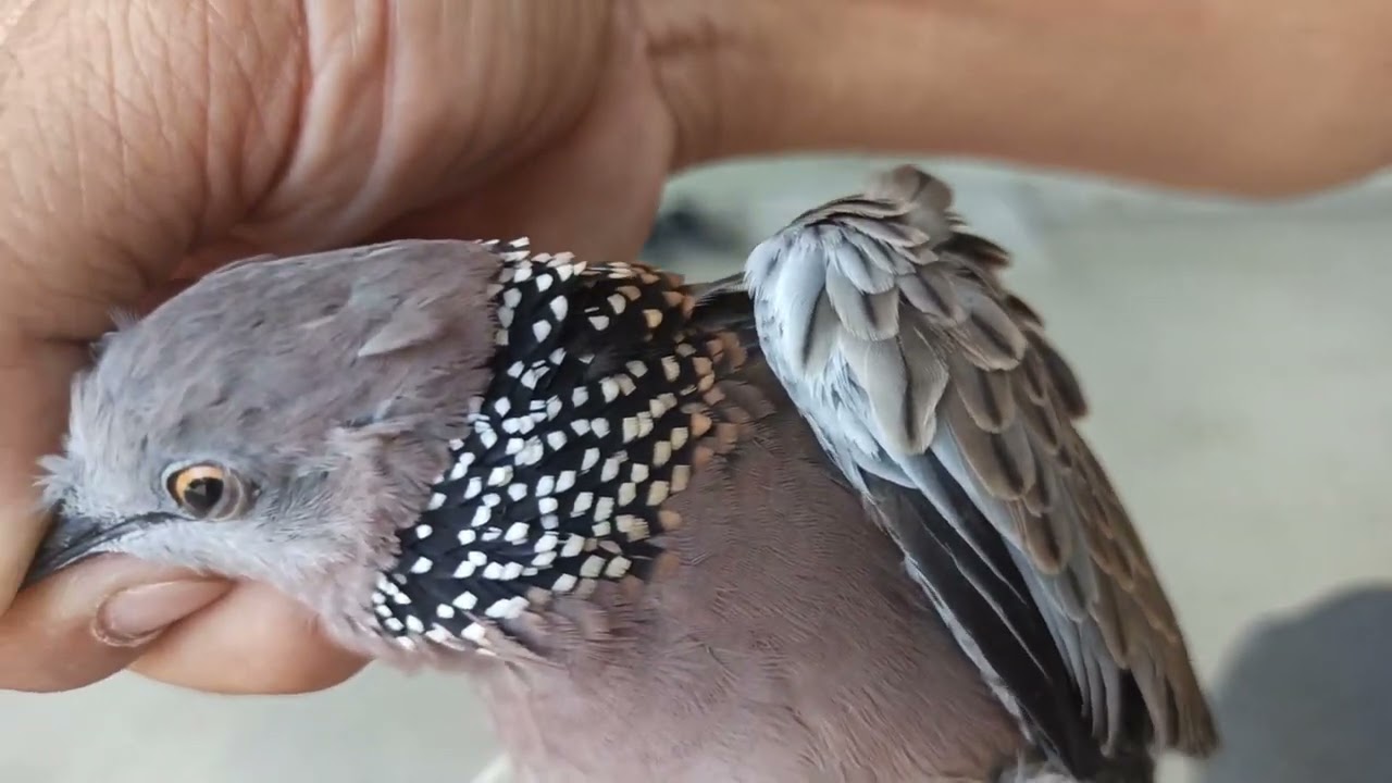 @kenhtonghop9222  #cách phân biệt 