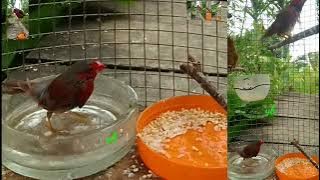 burung pipit merah papua gocar