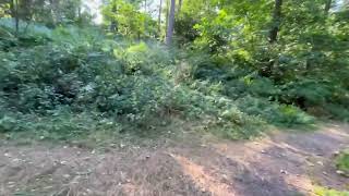 Blithfield Forest Walk