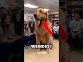 Animals With The Weirdest Walking Styles