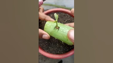 Grow Guava Bud 🌱 in Alovera! #gardenscapes