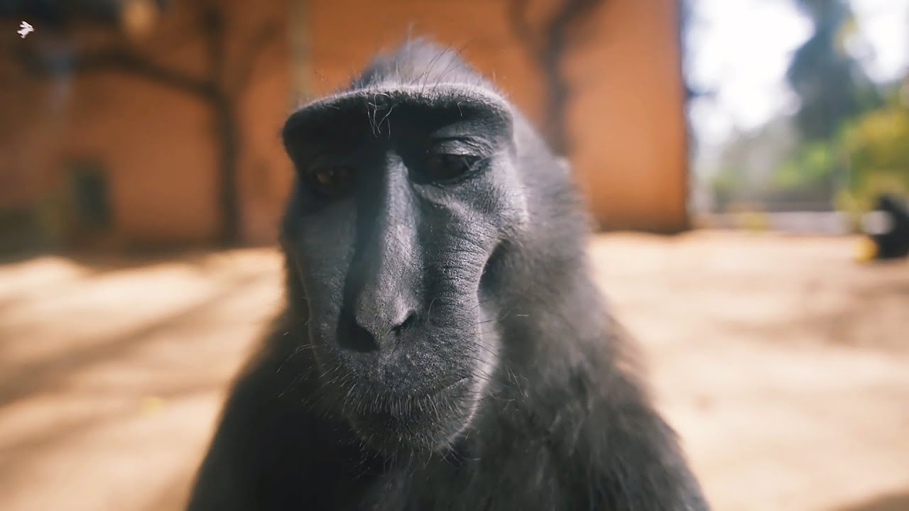 The Lost Soul Down 🐵 | W Rizz Monkey [AMV/EDIT] - YouTube