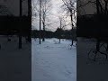 Running Herd Of Deer