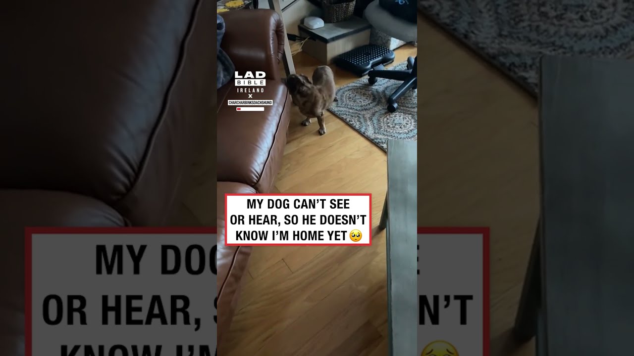Blind and Deaf Dog Finds Owner by Scent 🥹👃