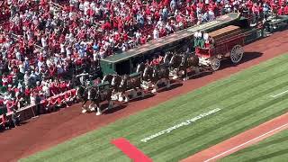 Budweiser Clydesdales at Busch Stadium St. Louis Cardinals Opening Day March 30, 2023