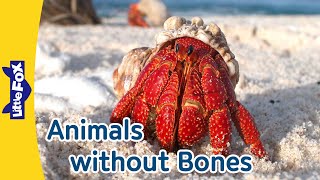 11 Boneless Animals | invertebrate | Octopus | Crab | Spider | Snail | Ladybug | Butterfly and More