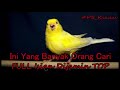 Masteran Kenari Full Isian Dijamin 100 Poll Omkicau(.mp3 .mp4) Mp3 - Mp4 Download