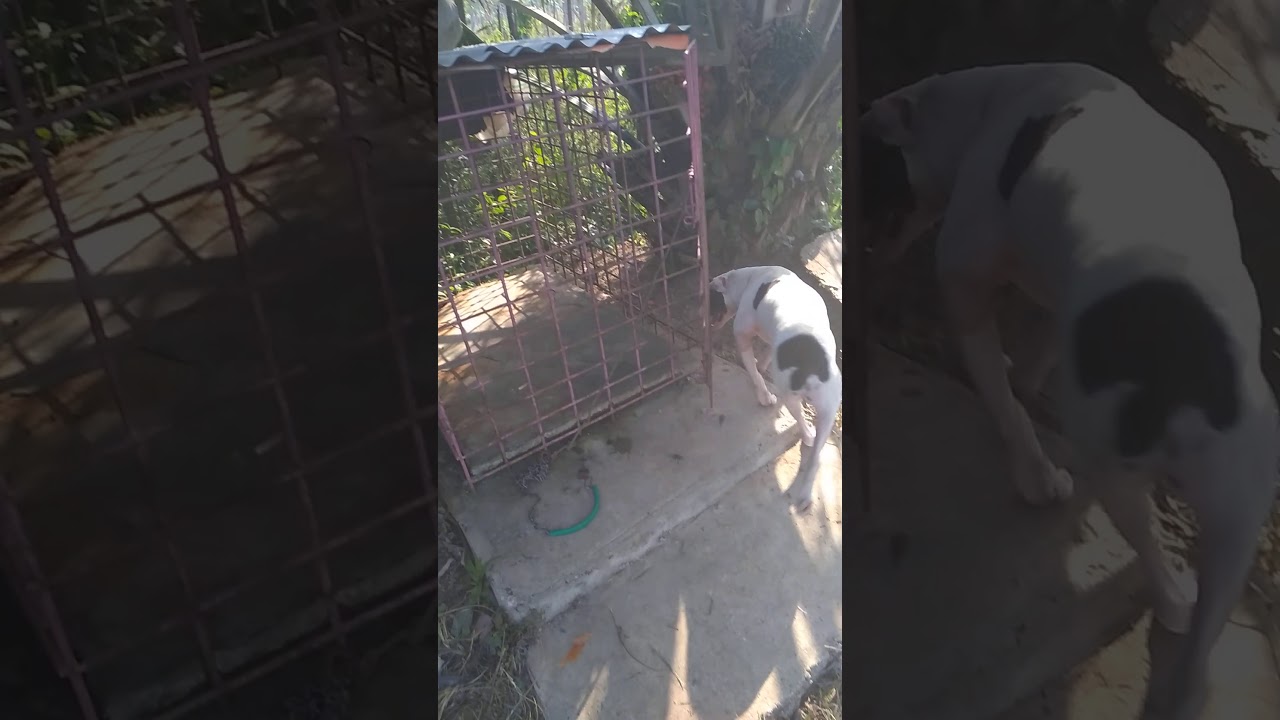 Anjing Ganas Menggila Youtube