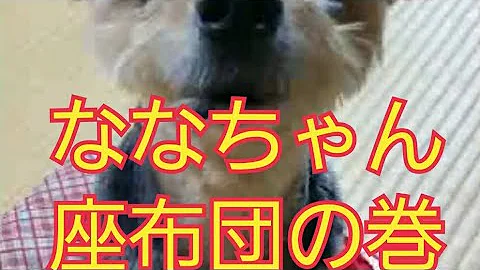 しゃべる犬 宮崎弁でしゃべるナナちゃんが面白い お友達のペットも出てきて笑わせちゃうよ ヨロシクお願いしま す تحميل Download Mp4 Mp3 しゃべる犬 宮崎弁でしゃべるナナちゃんが面白い お友達のペットも出てきて笑わせちゃうよ ヨロシクお願いしま す تحميل Download Mp4 Mp3