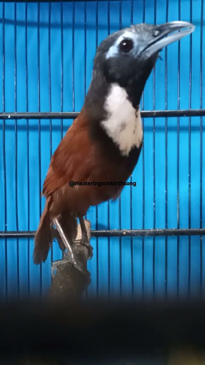Tepus leher putih gacor#burung