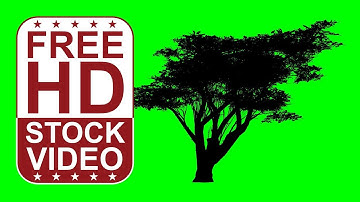 Free Stock Videos – animated acacia tree silhouette on green screen with random wind effect