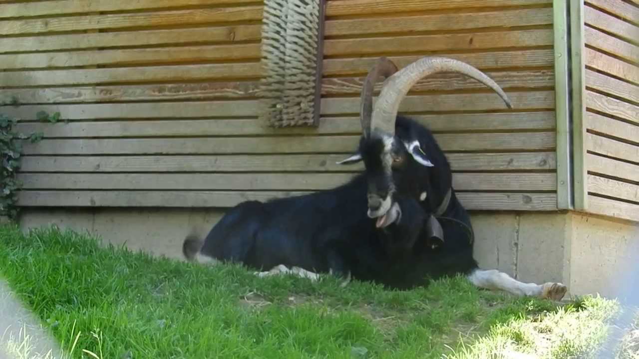 お座りするヤギさん Bündner Strahlenziegen Goat 20130826 - YouTube