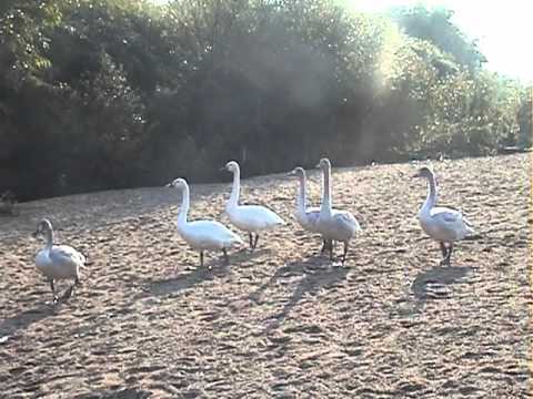 5 白鳥まめちしき - YouTube