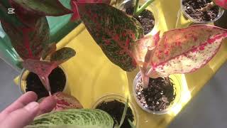 Çiçeklerde Son Adetler Kaldı Kaçırmayın Sipariş Için Whatsap 05377956664 20 Kasım 2025