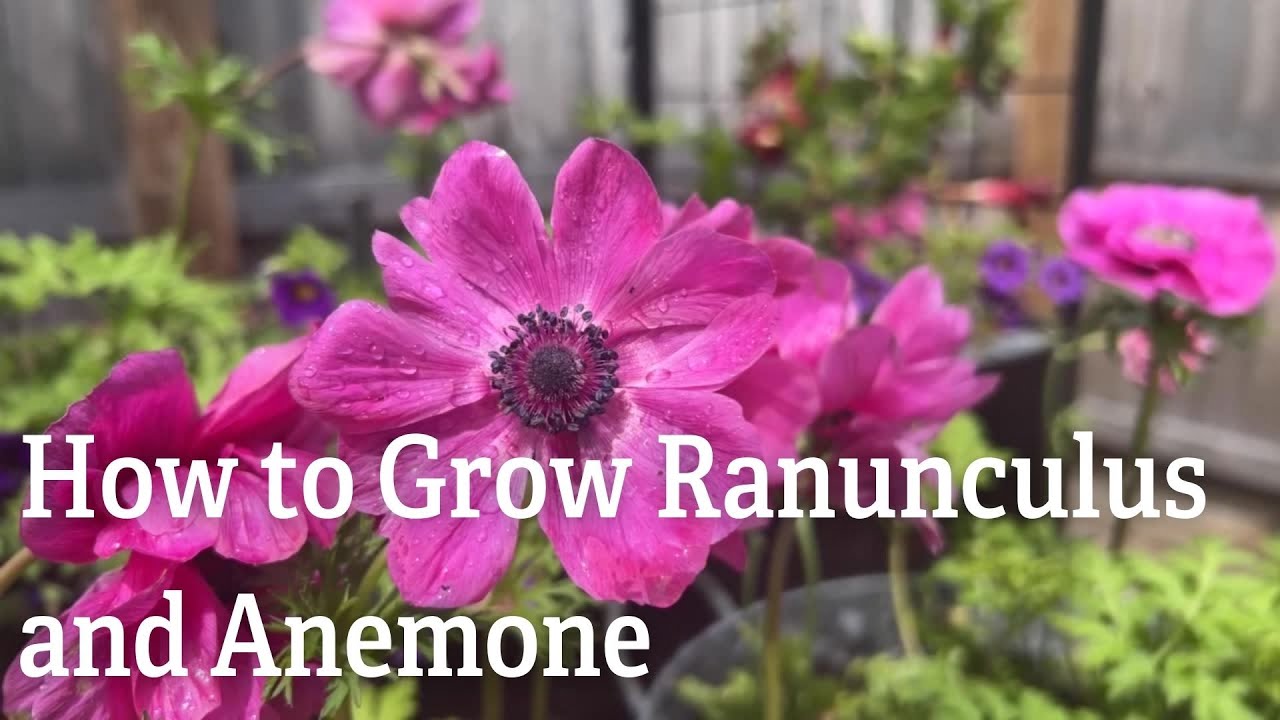 How to Grow Ranunculus and Anemone 