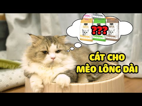 Video CÁT CHO MÈO LÔNG DÀI CHÂN NGẮN - youtube