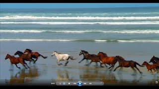 Windows 7 Sample Video - Wild life