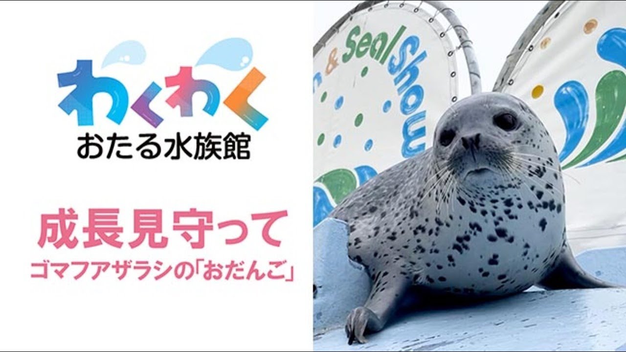 わくわく おたる水族館＞ゴマフアザラシの「おだんご」 成長していく姿