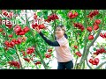 Harvesting red plum to market sell   make mixed salad lucias daily life