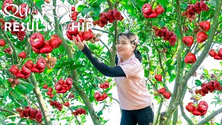 Harvesting Red plum To Market Sell  Make mixed salad! Lucia's daily life