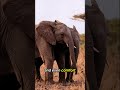 Top 5 Smartest Animals in the World 🧠🐘 #shorts