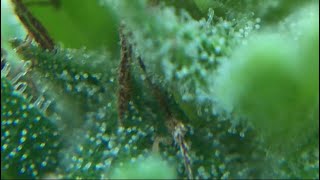Cannabis Trichomes: When to harvest