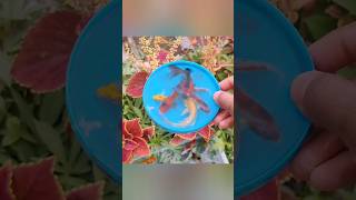 The Incredible Catch Colorful AquariumFish In Small Pond, Pencil Fish, GlassFish, Baby Turtle, Koi