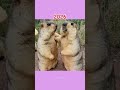 Most Nostalgic Cat Memes Then vs Now 2026💔
